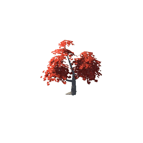 Maple Tree Red Mid 10